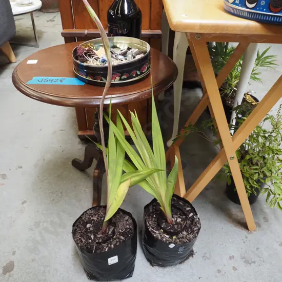 2x bagged gladioli