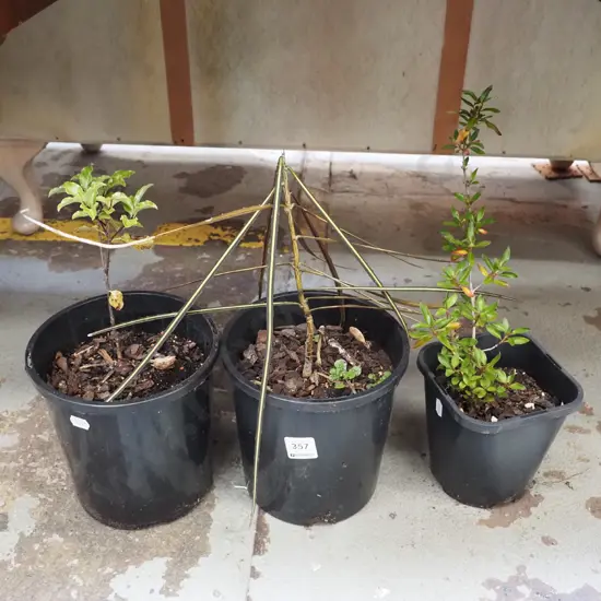 3x potted plants