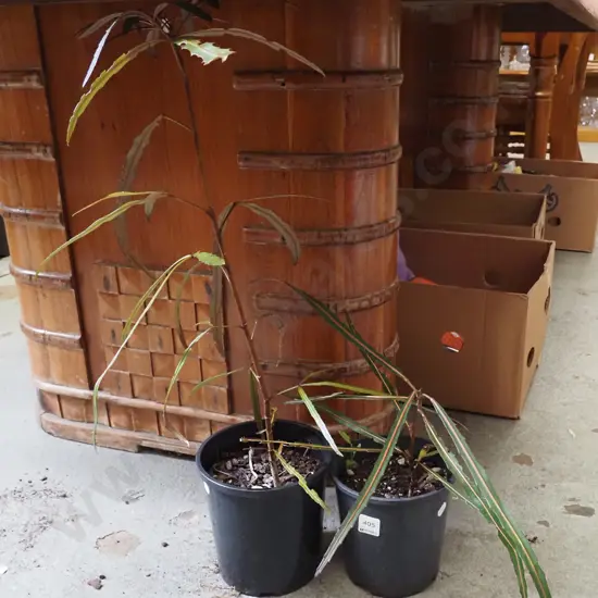 2x potted lancewoods