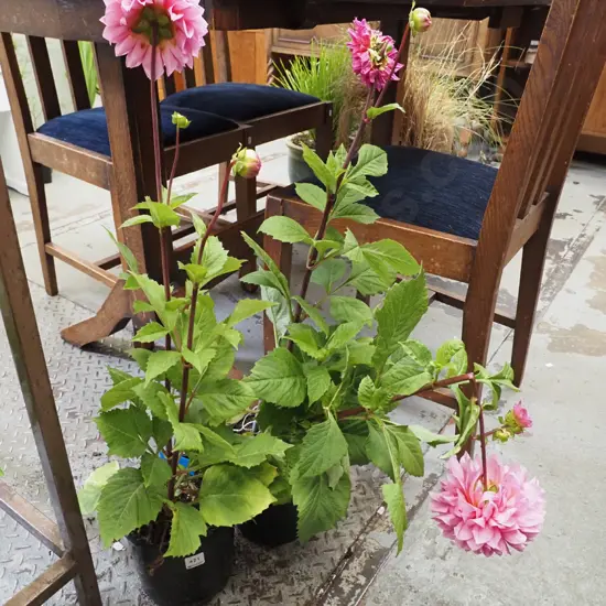 2x potted pink dahlias