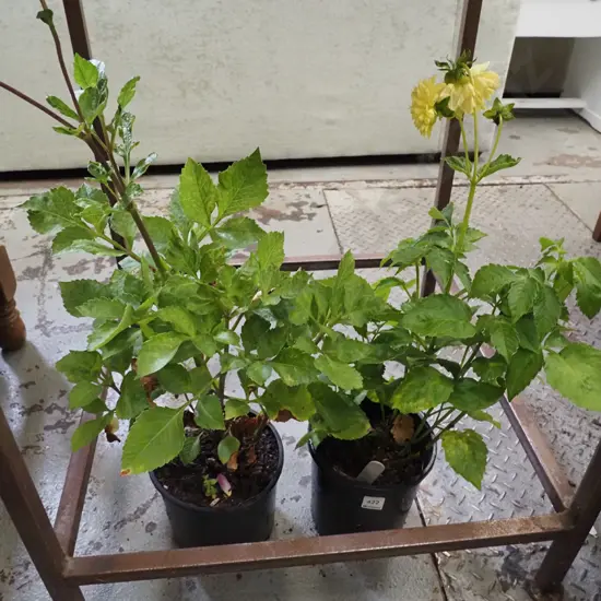 potted crimson and yellow dahlias