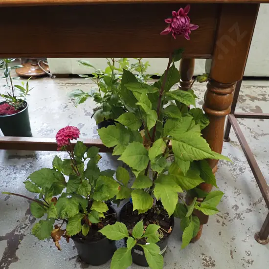 2x potted crimson pom pom dahlias