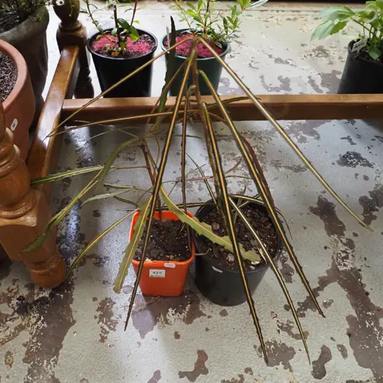 2x potted lancewoods