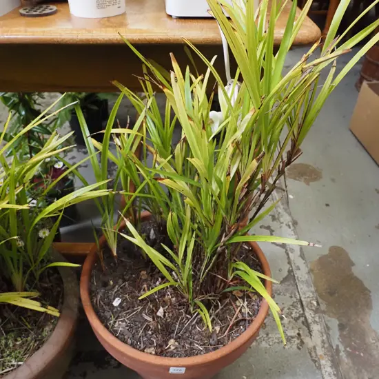 unknown plant in terracotta planter