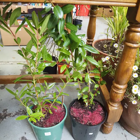 2x potted pohutukawa