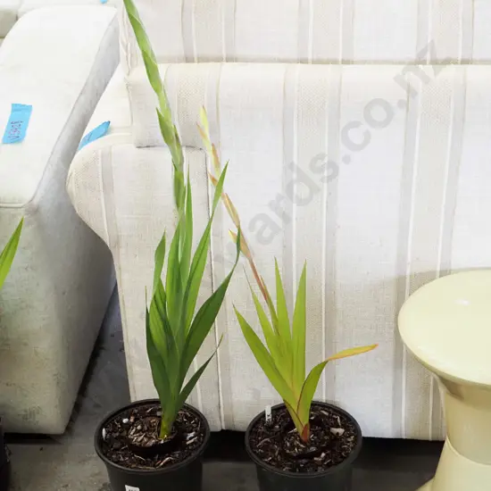 2x potted gladioli