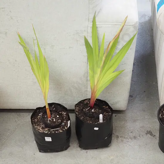 2x  gladioli in bags
