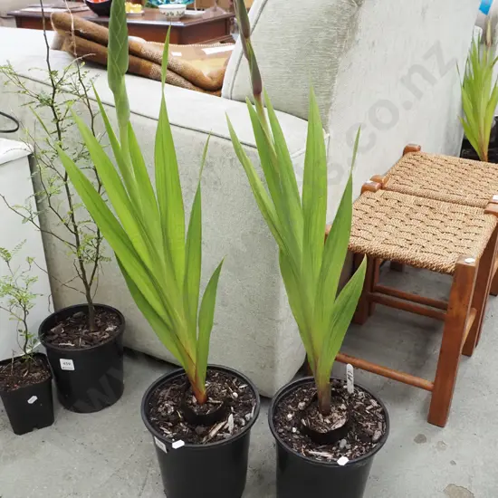 2x potted gladioli