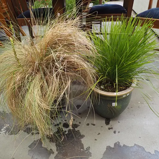 2x glazed planters with grasses