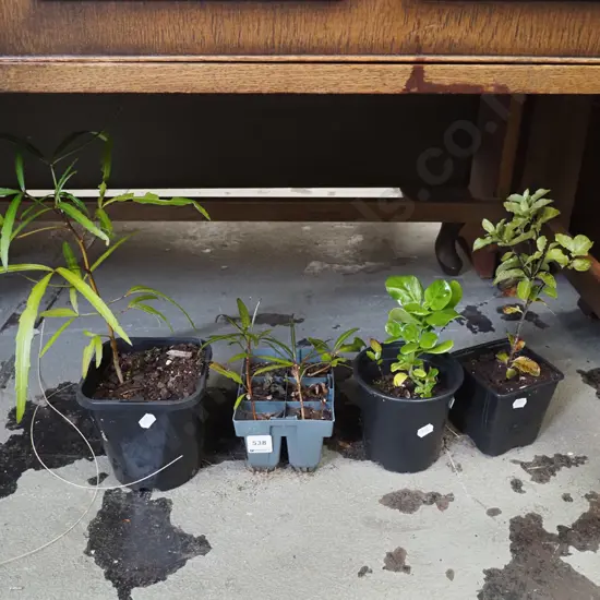 assorted native seedlings