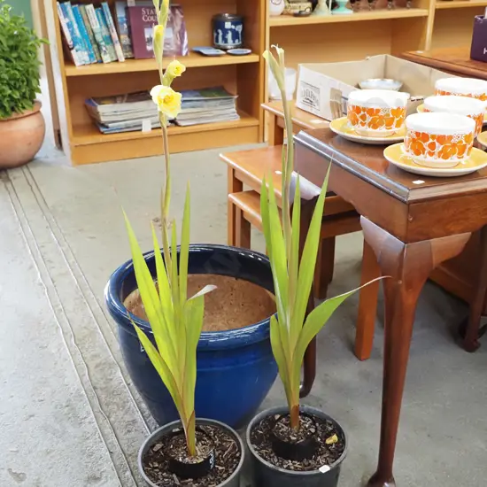 2x potted gladioli