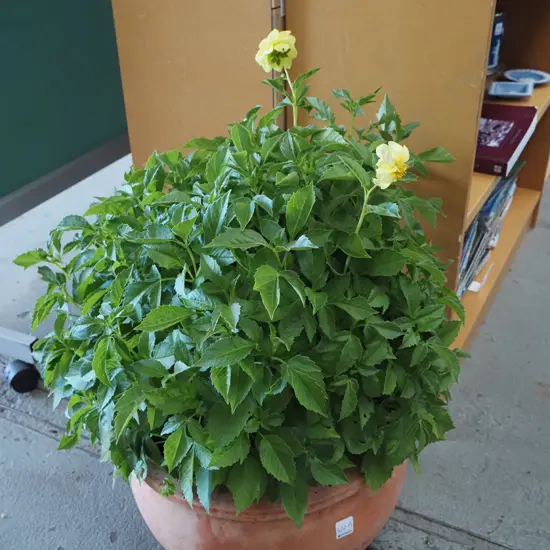 terracotta planter with yellow flowering plant