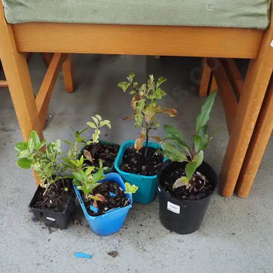 5x assorted native seedlings