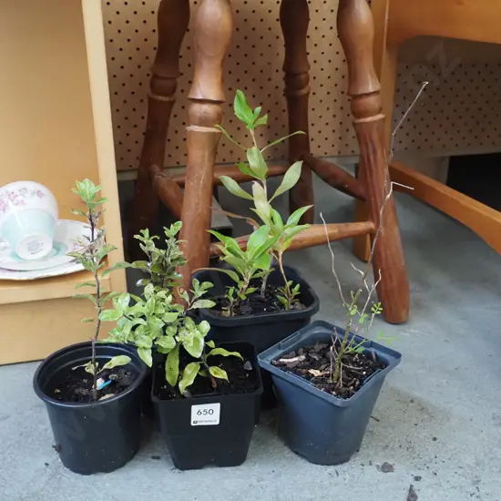 5x assorted native seedlings