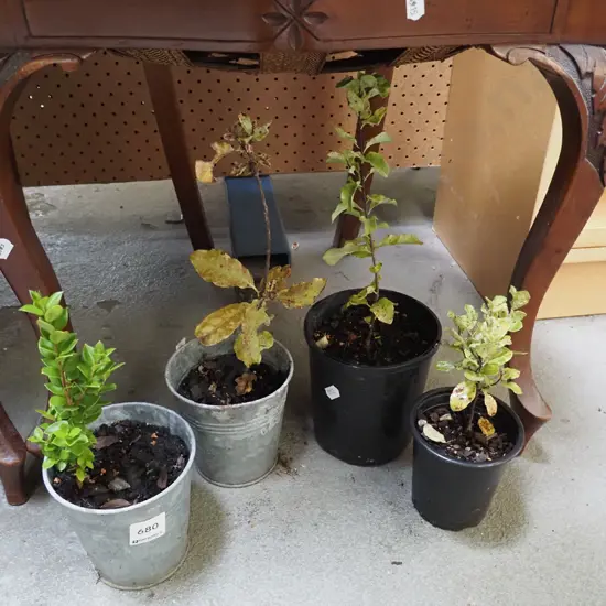 4x native seedlings