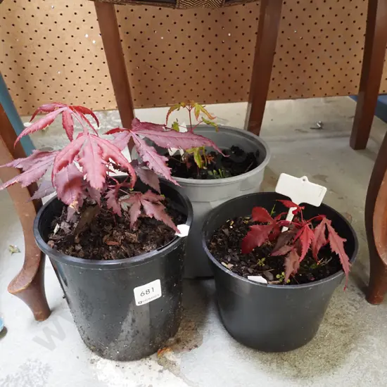 3x potted maples