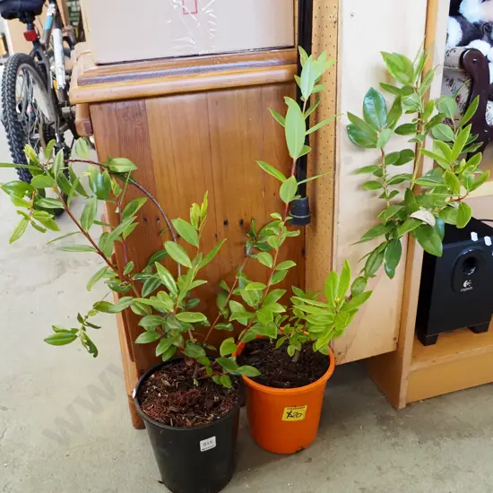 2x potted pohutukawa