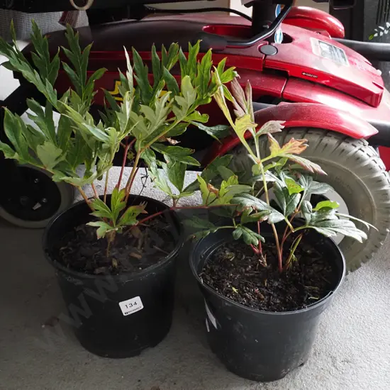 2x potted red tree peonies