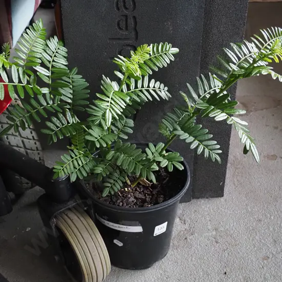 2x potted kaka beaks