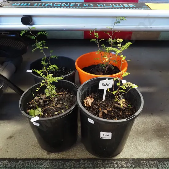 4x potted kowhai
