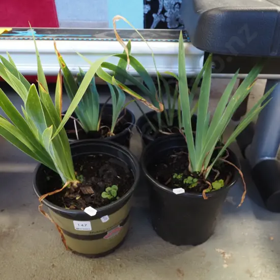4x potted mini purple irises