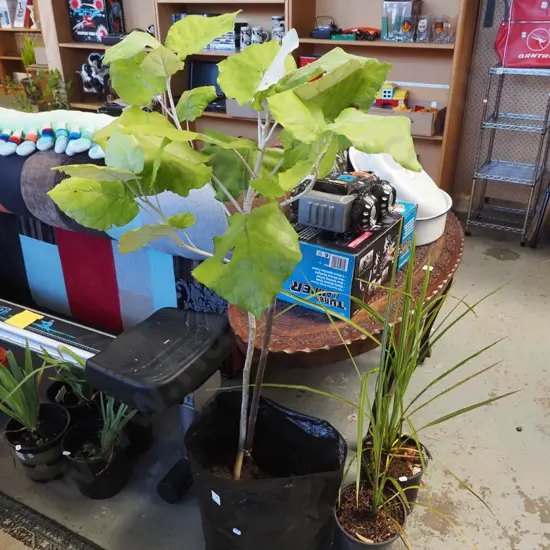bushmen's friend in large plastic planter