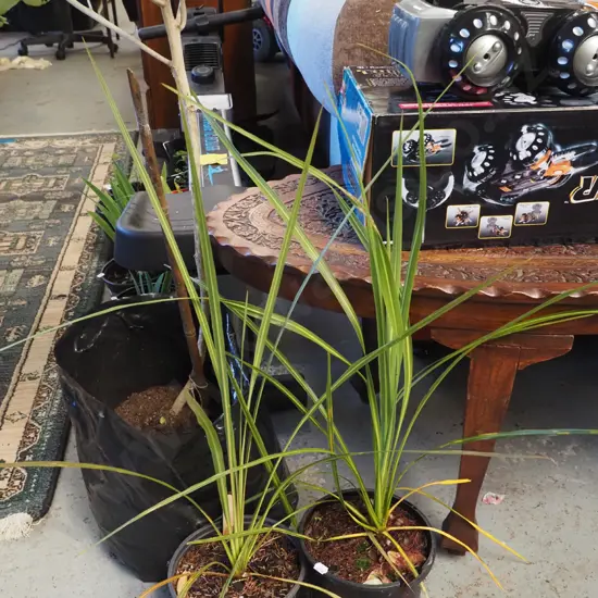 2x potted cabbage trees
