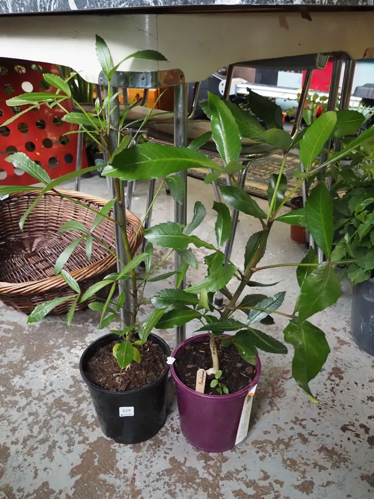 2x potted pseudopanax Image 1++