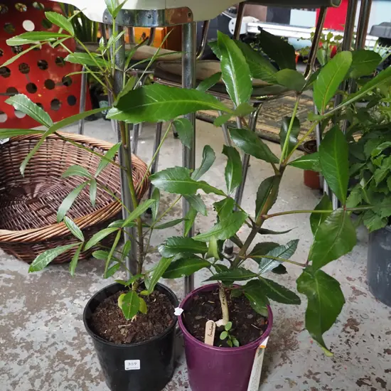 2x potted pseudopanax