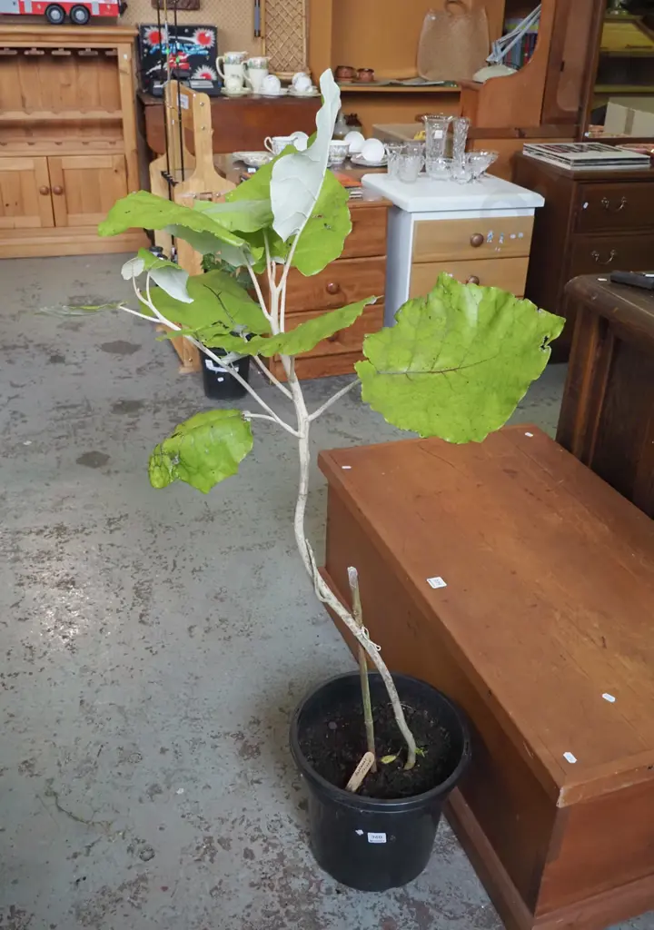 potted bushmen's friend Image 1++