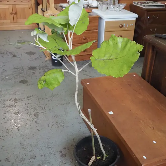 potted bushmen's friend