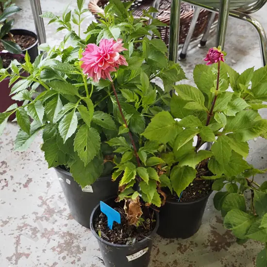 3x potted dahlias