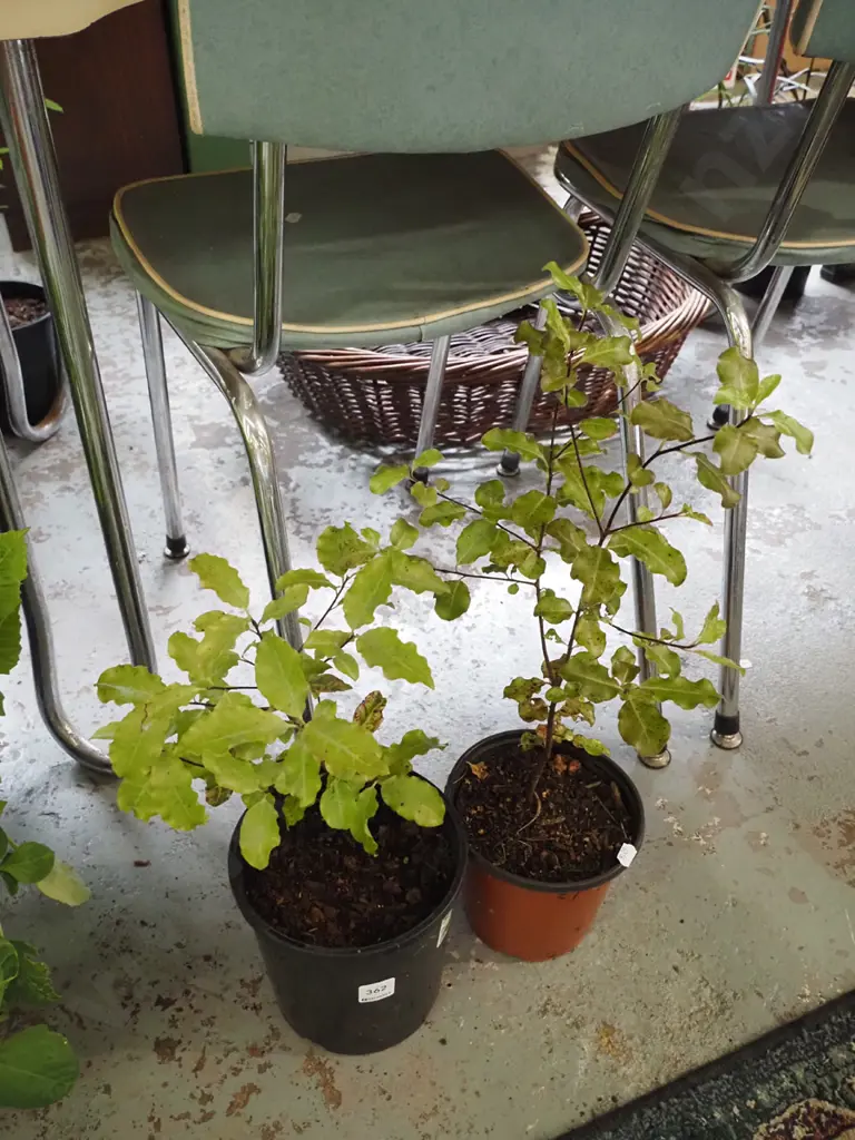 2x potted koro Image 1++