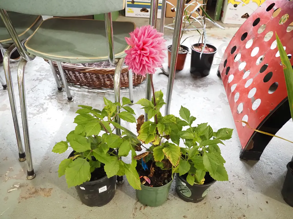 3x potted dahlias Image 1++