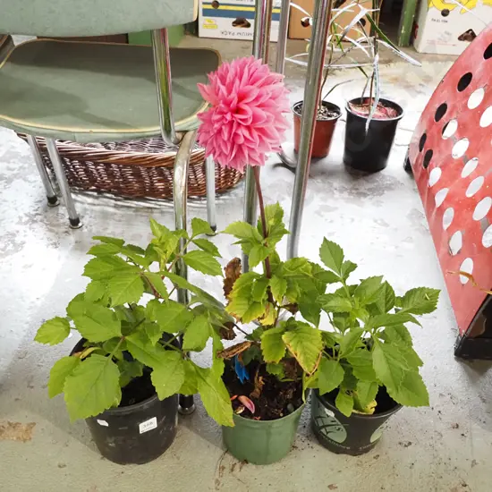 3x potted dahlias