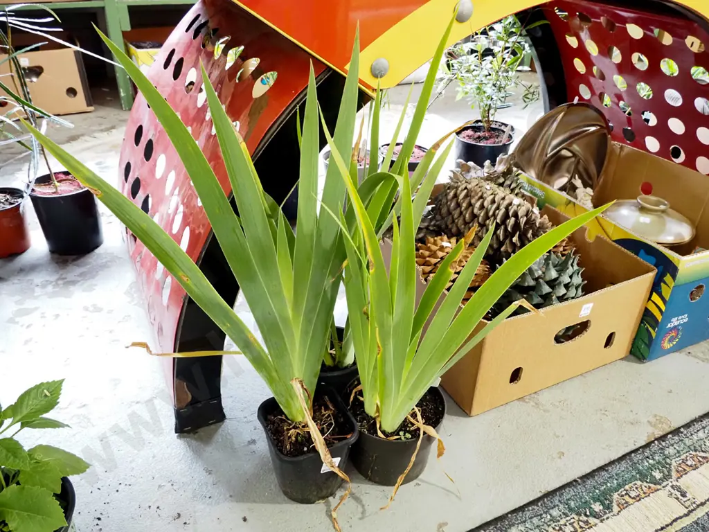 3x potted purple irises Image 1++