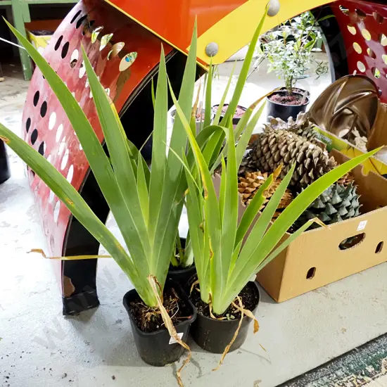 3x potted purple irises