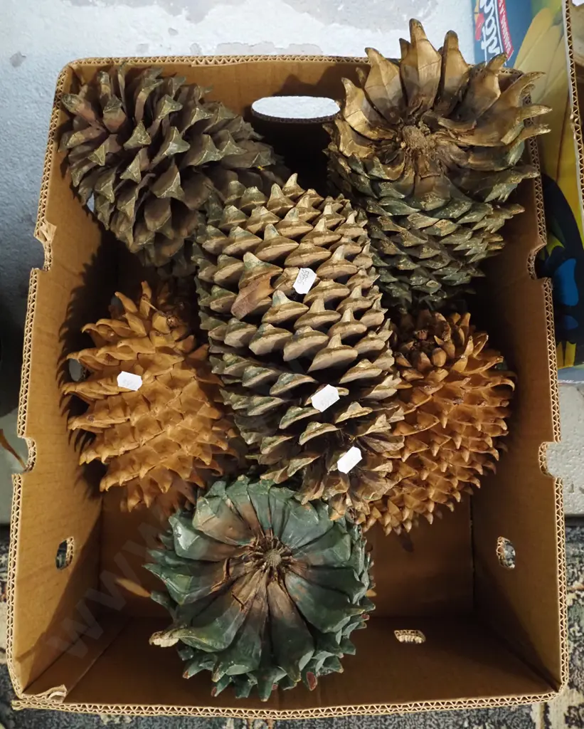 box of very large pine cones Image 1++
