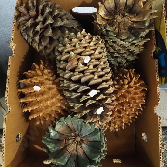 box of very large pine cones