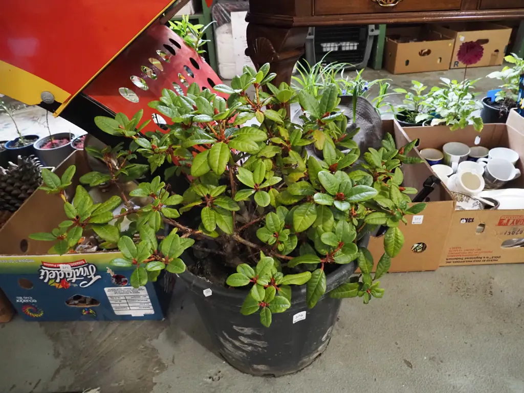 potted rhododendron Image 1++