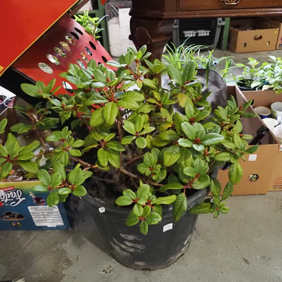 potted rhododendron