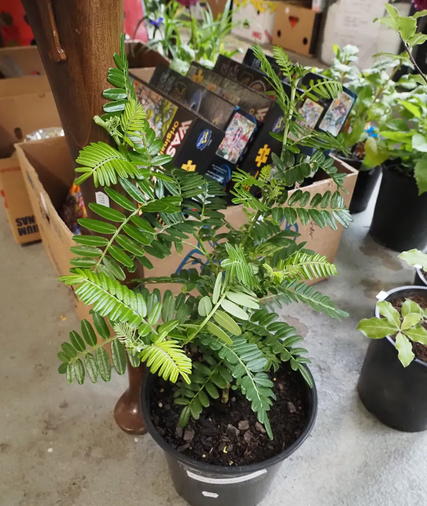 potted red kakas beak Image 1++