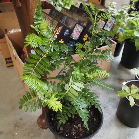 potted red kakas beak