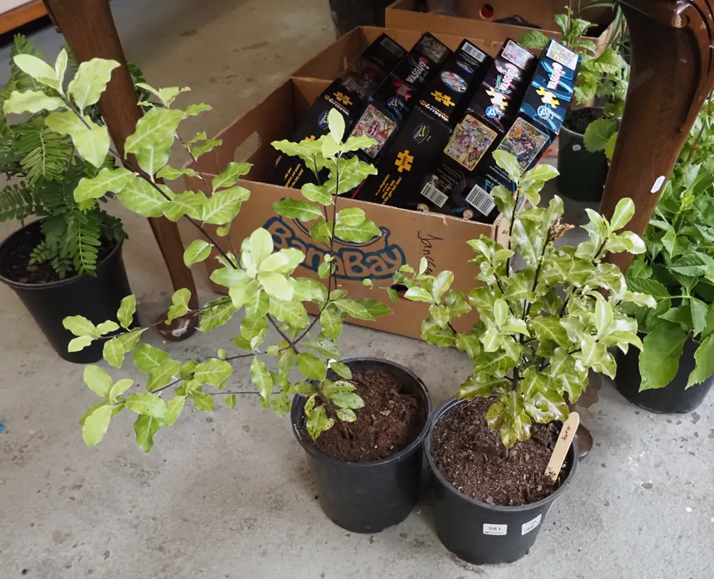 2x potted koro Image 1++