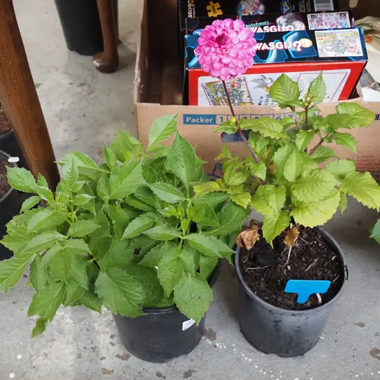2x potted dahlias