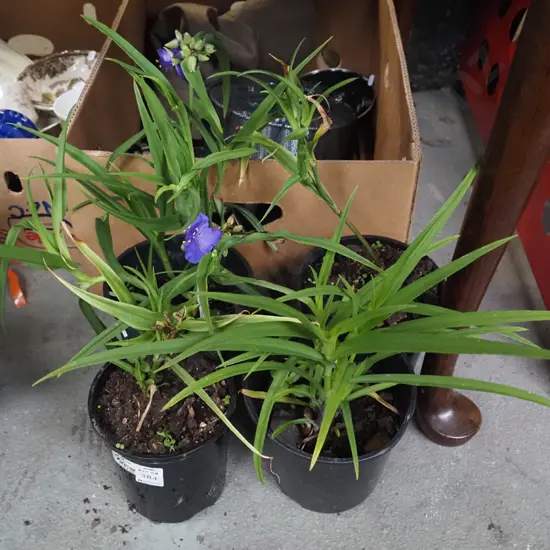 4x potted spiderworts