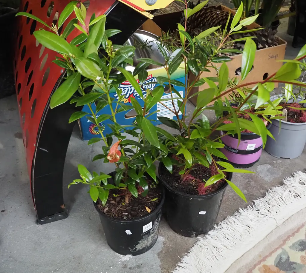 2x potted pohutakawa Image 1++