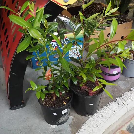 2x potted pohutakawa