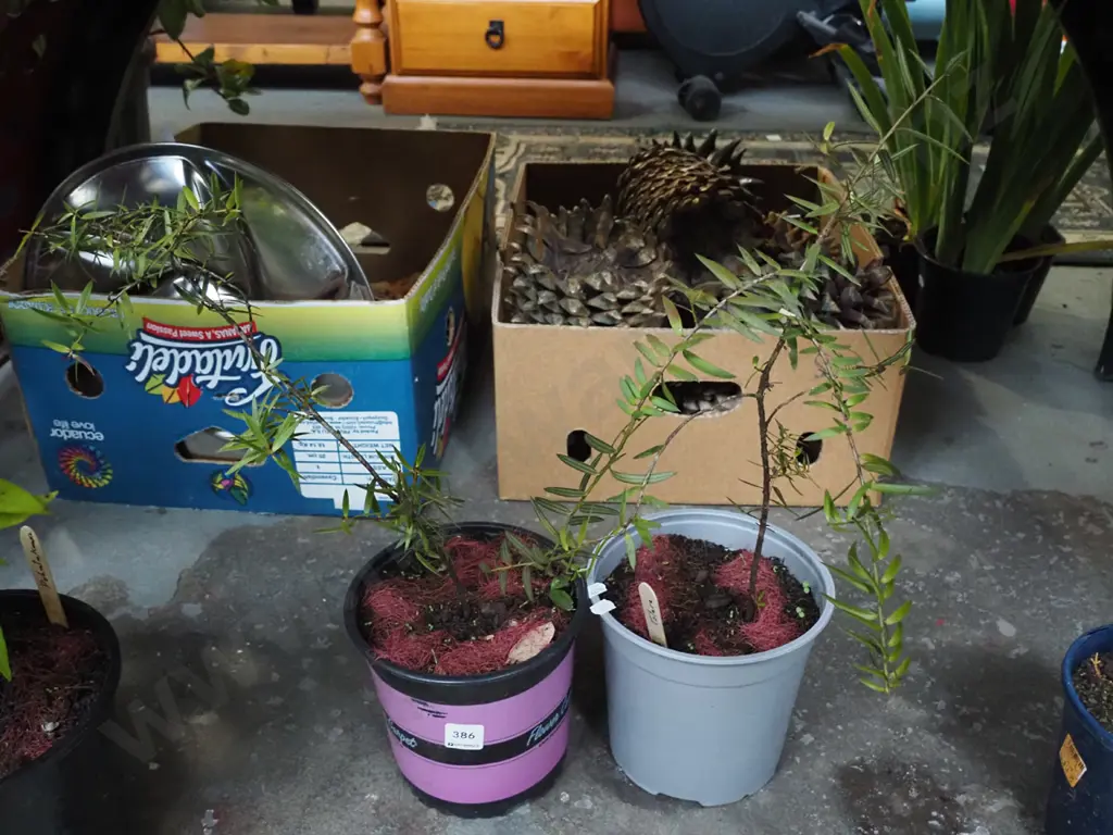 2x potted totara Image 1++