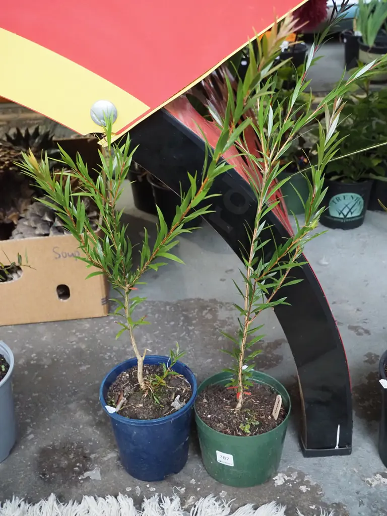 2x potted lancewoods bottle brushes Image 1++